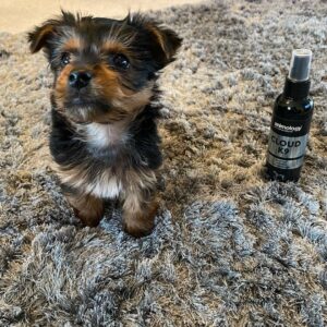 male yorkshire terrier puppy for sale