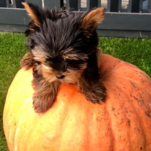 male yorkshire terrier puppy for sale